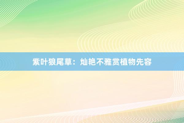 紫叶狼尾草：灿艳不雅赏植物先容